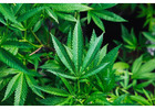Fast & Reliable Weed Delivery in Ottawa – Cannabis Tunnel